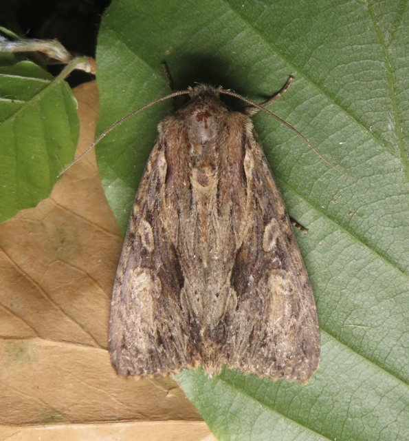 Apamea syriaca tallosi - Tallós dudvabaglya