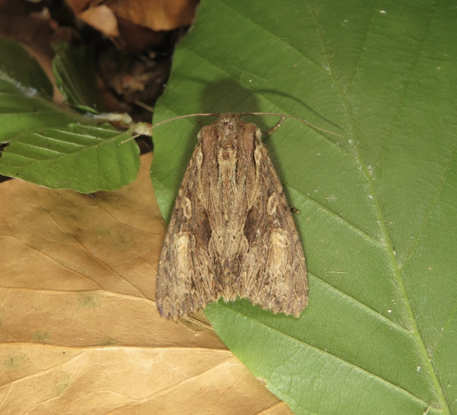 Apamea syriaca tallosi - Tallós dudvabaglya
