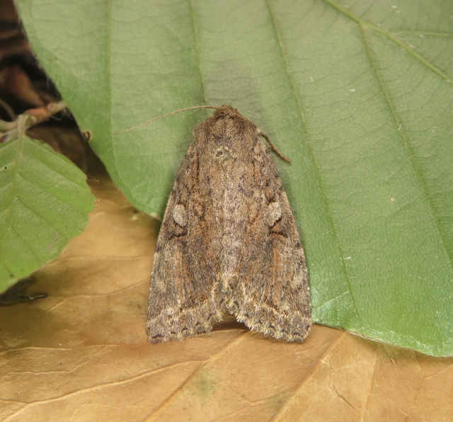 Apterogenum ypsillon - ipszilon-erdeibagoly