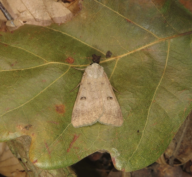 Lygephila craccae - gyakori csüdfűbagoly