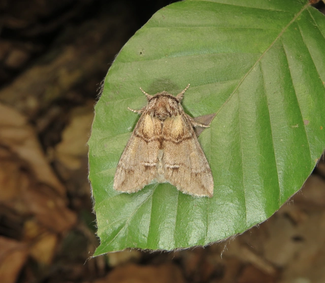 hegyi púposszövő - Drymonia velitaris