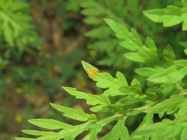 Ophraella communa - parlagfű-olajosbogár