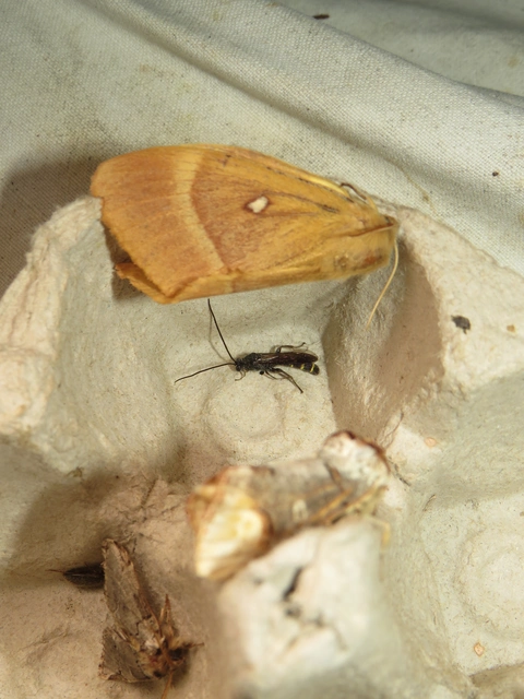 tölgyfaszövő - Lasiocampa quercus