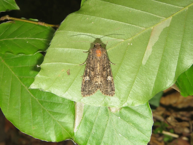 káposztabagoly - Mamestra brassicae