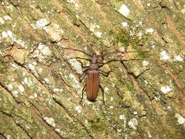 Aegosoma scabricorne - diófacincér