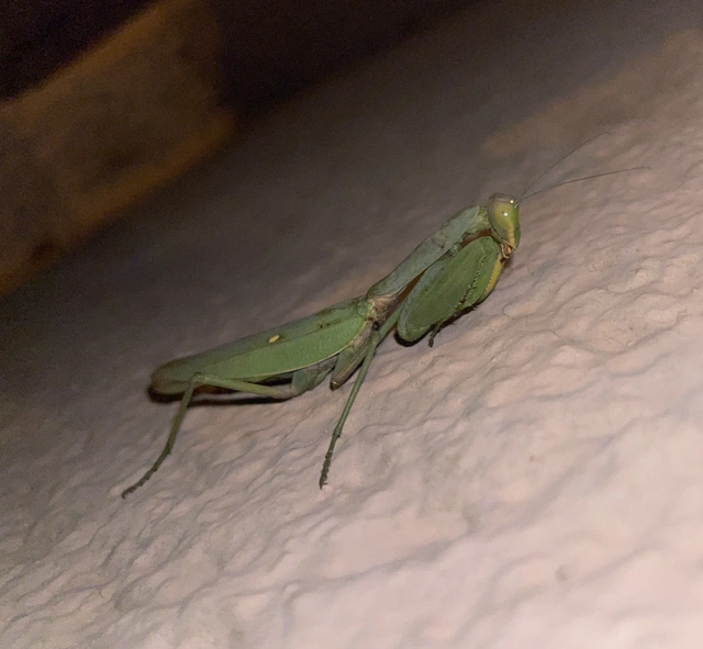 óriás ázsiai imádkozósáska - Hierodula tenuidentata