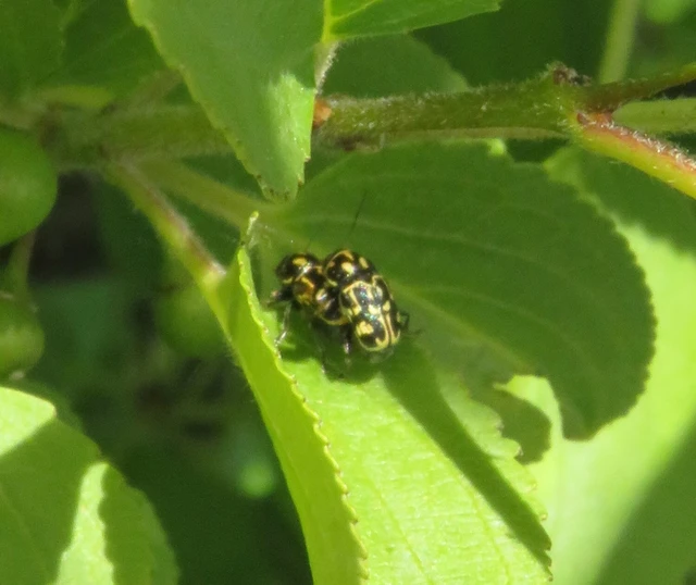 ragyáshátú tömzsibogár - Pachybrachis tesselatus