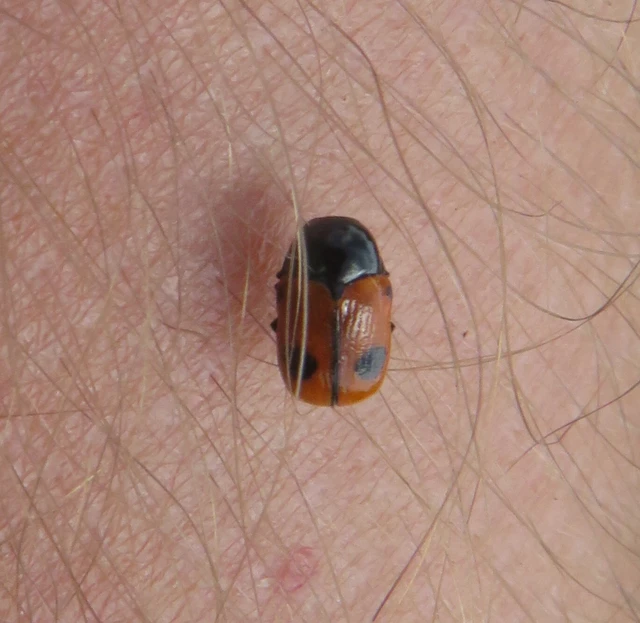 Cryptocephalus bipunctatus - kétpettyes zömökbogár