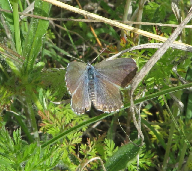 apró boglárka - Pseudophilotes schiffermuelleri