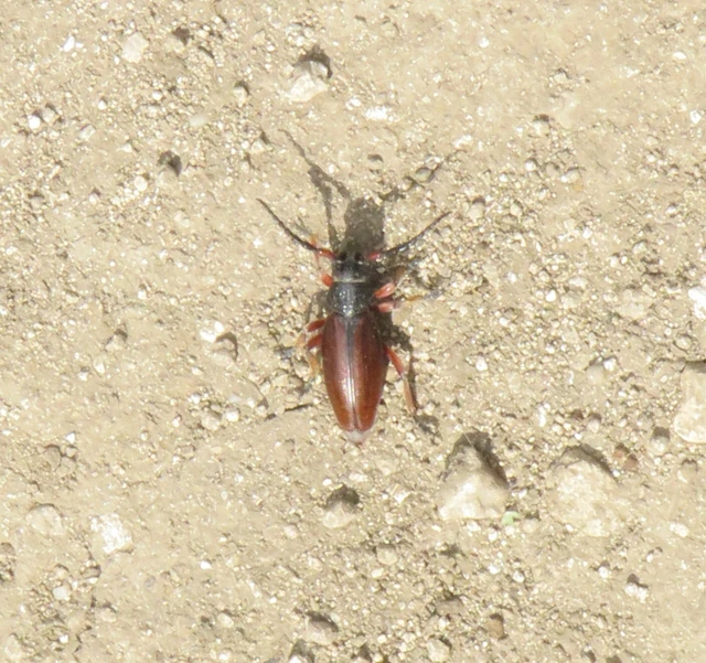 barna gyalogcincér - Dorcadion fulvum