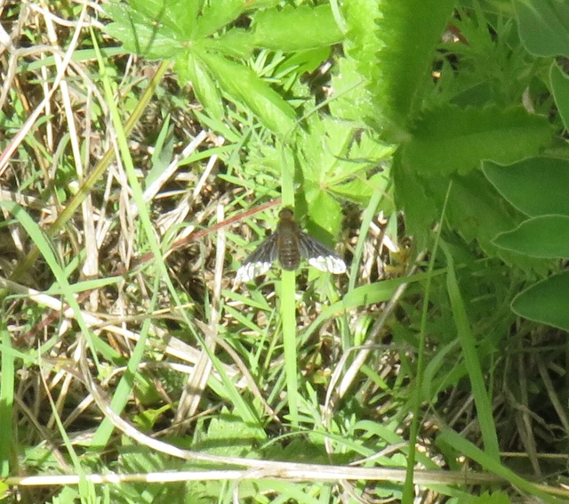 Hemipenthes morio - közönséges gyászlégy