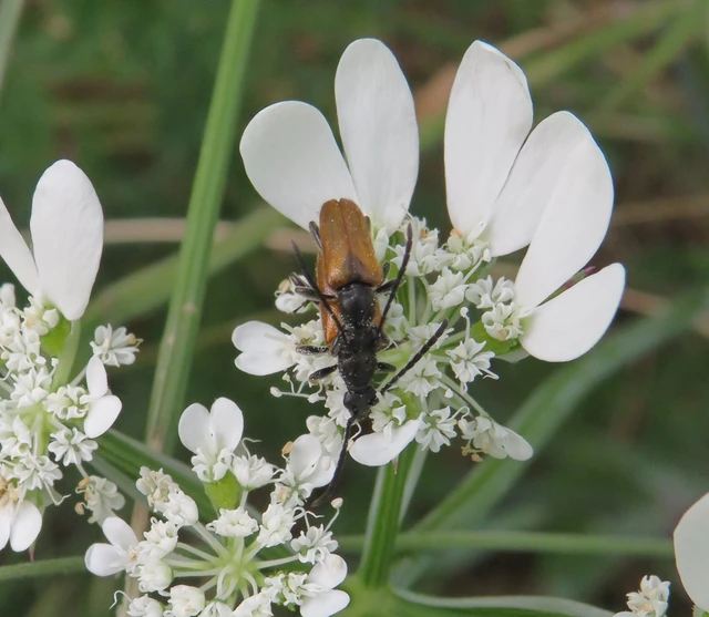 barnás virágcincér - Pseudovadonia livida