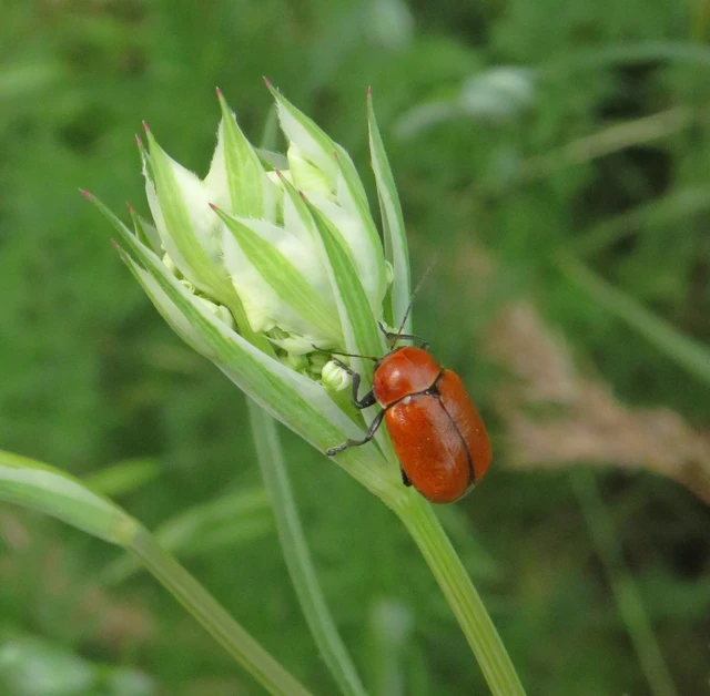 mogyoró-zömökbogár - Cryptocephalus coryli