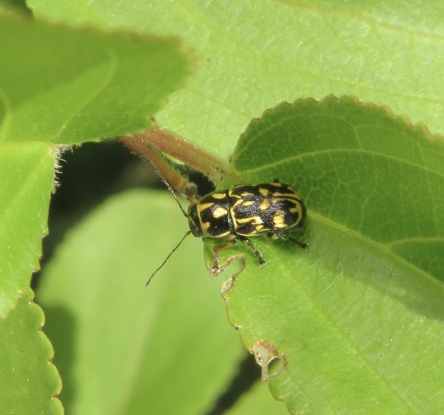 Pachybrachis tesselatus - ragyáshátú tömzsibogár