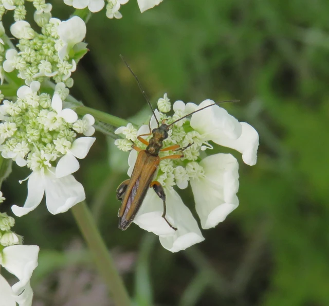 Oedemera podagrariae - székfű-álcincér