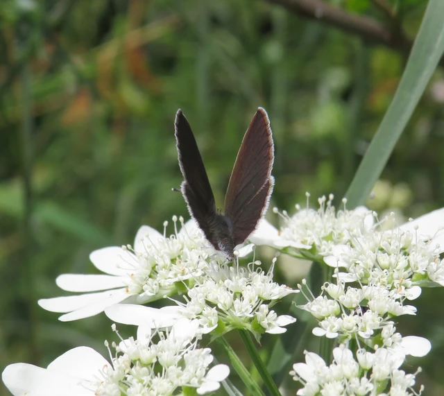 törpeboglárka - Cupido minimus