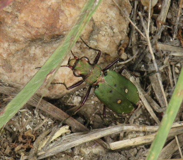 mezei homokfutrinka - Cicindela campestris