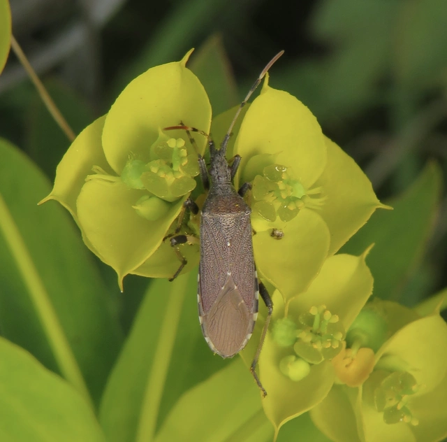 Dicranocephalus