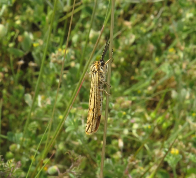 Spiris striata - csíkos molyszövő