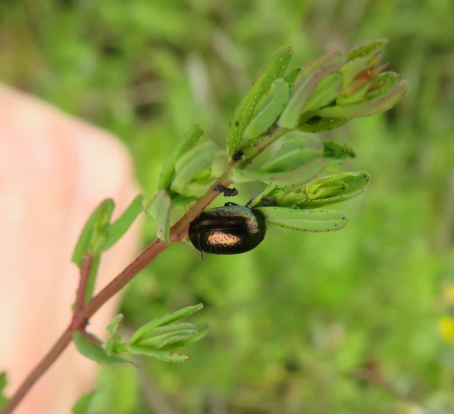 zöld orbáncfűlevelész - Chrysolina hyperici