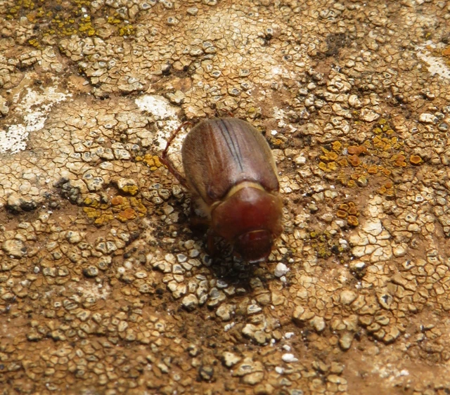 kis sárgacserebogár - Amphimallon assimile