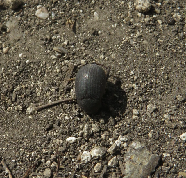 bársonyos kiscserebogár - Maladera holosericea