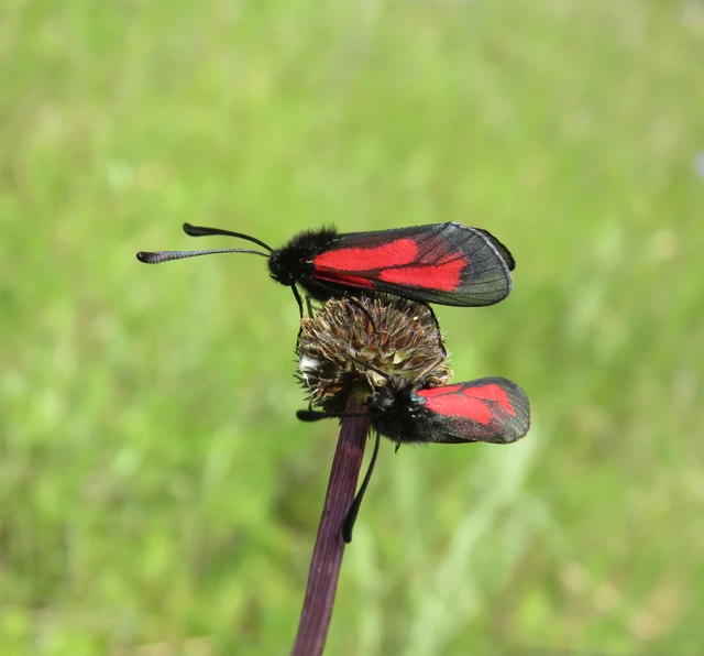 Zygaena minos/purpuralis
