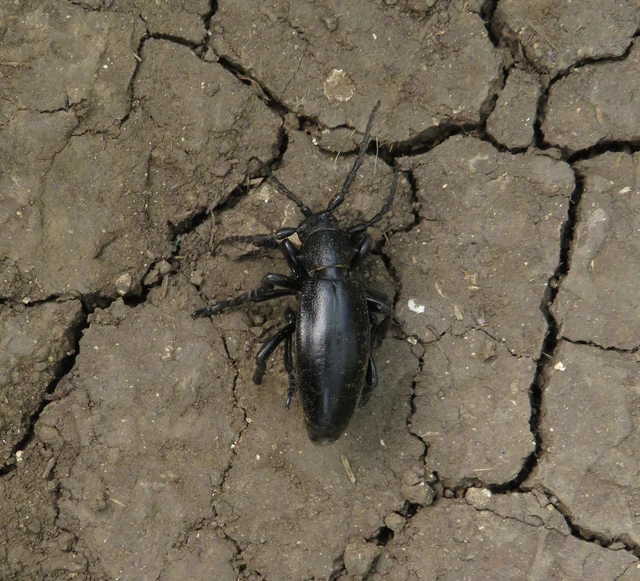 fekete gyalogcincér - Dorcadion aethiops