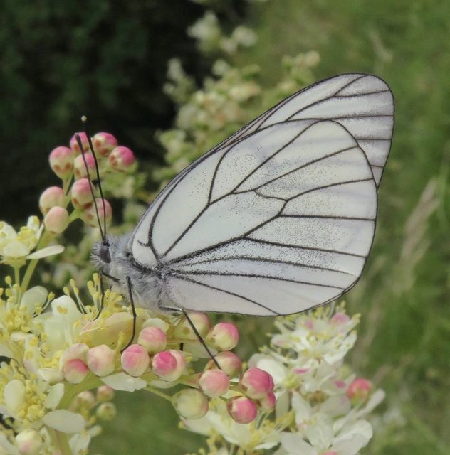 galagonyalepke - Aporia crataegi