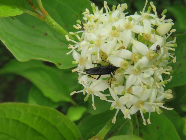 fekete karcsúcincér - Stenurella nigra