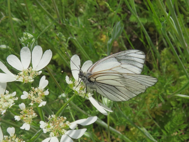 Aporia crataegi - galagonyalepke
