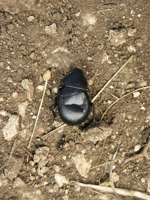 pohos gyászbogár - Gnaptor spinimanus