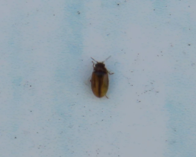 Scirtidae - rétbogárfélék
