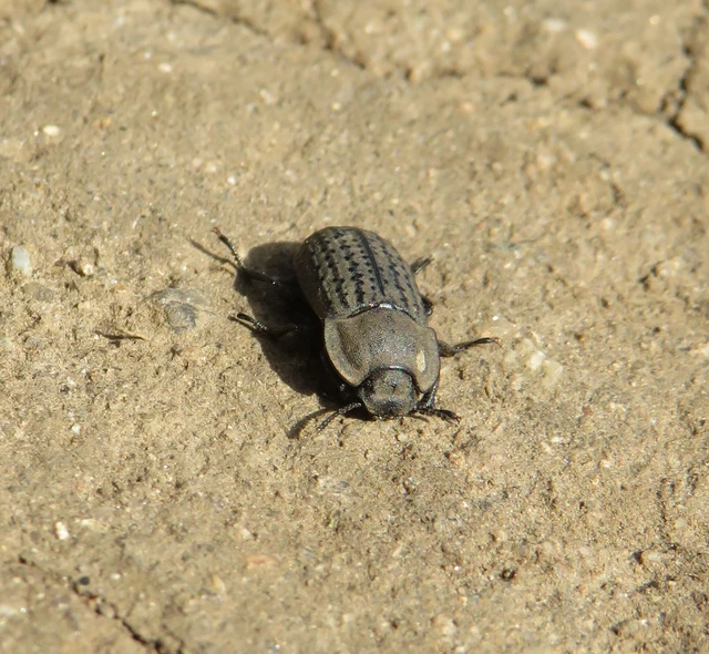 sároshátú gyászbogár - Opatrum sabulosum
