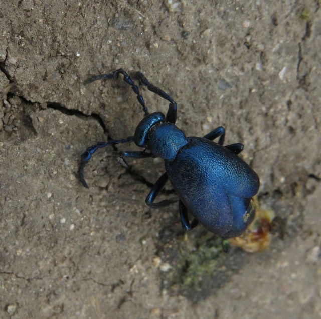 Meloe violaceus - kék nünüke
