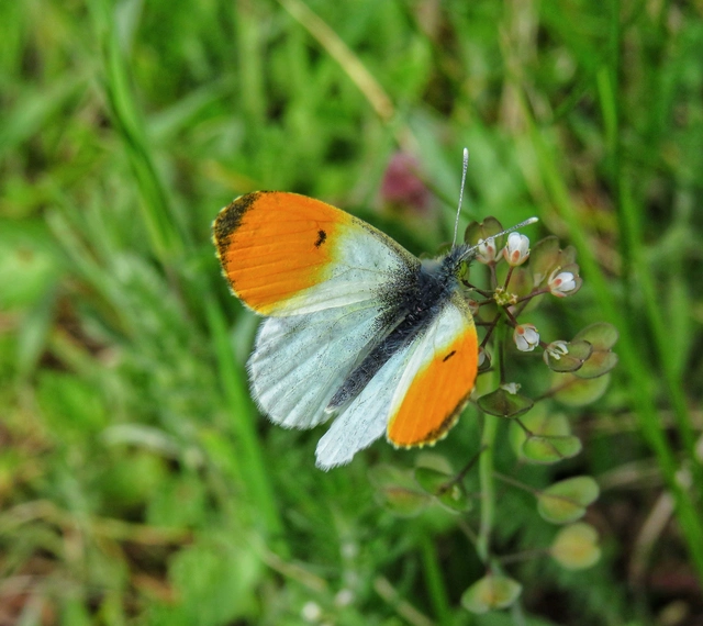 hajnalpírlepke - Anthocharis cardamines