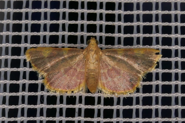 Hypsopygia costalis - szénailonca