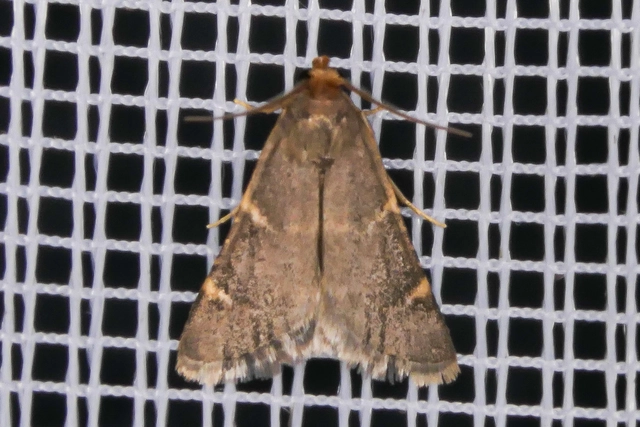 Pyralis perversalis - pusztai fényilonca
