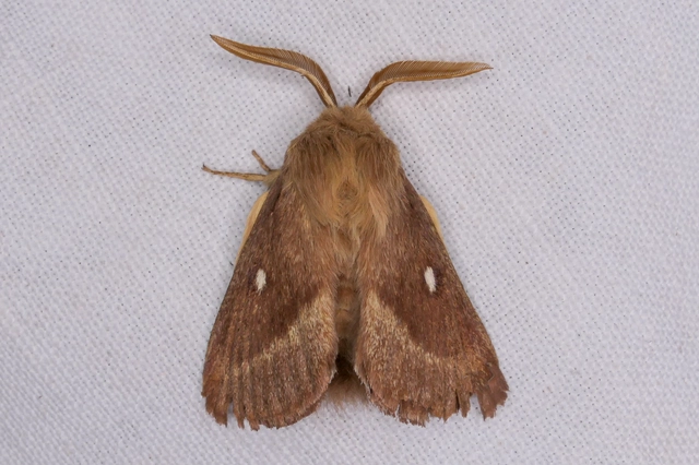 Lasiocampa trifolii - lóhereszövő