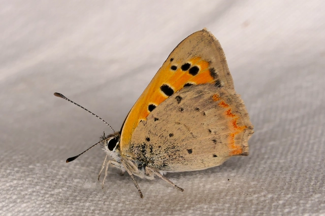 Lycaena phlaeas - közönséges tűzlepke