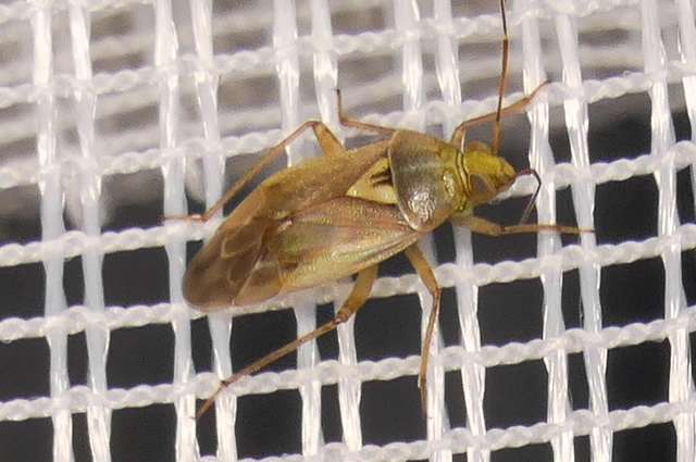Lygus pratensis - változó mezeipoloska