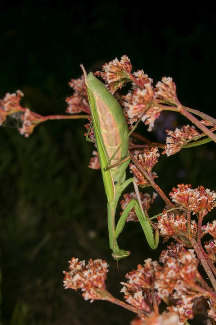 Mantis religiosa - imádkozósáska
