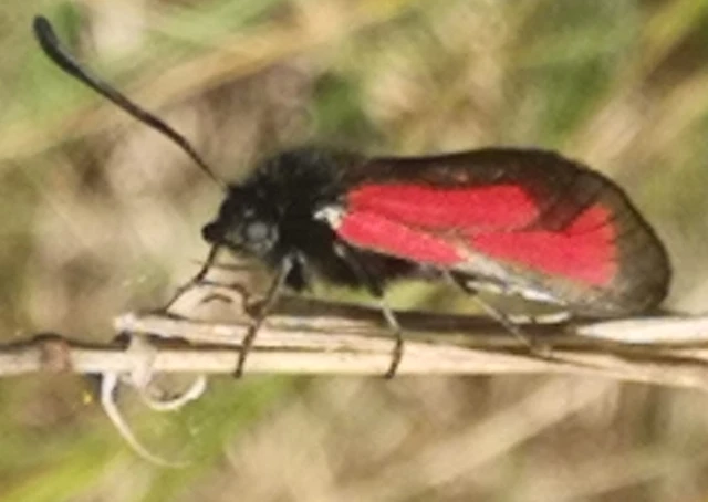 Zygaena minos/purpuralis