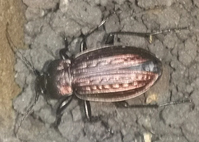 Carabus ulrichii ulrichii - közönséges rezes futrinka Carabus ulrichii ulrichii - közönséges rezes futrinka