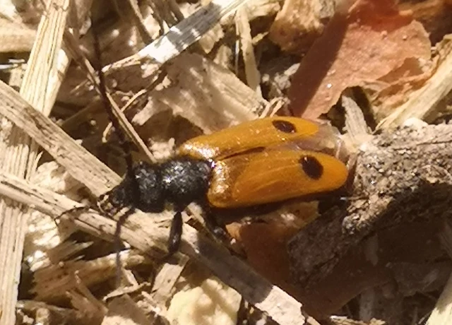 Apalus bimaculatus - kétfoltos élősdibogár