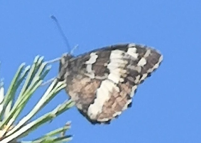 Brintesia circe - fehéröves szemeslepke