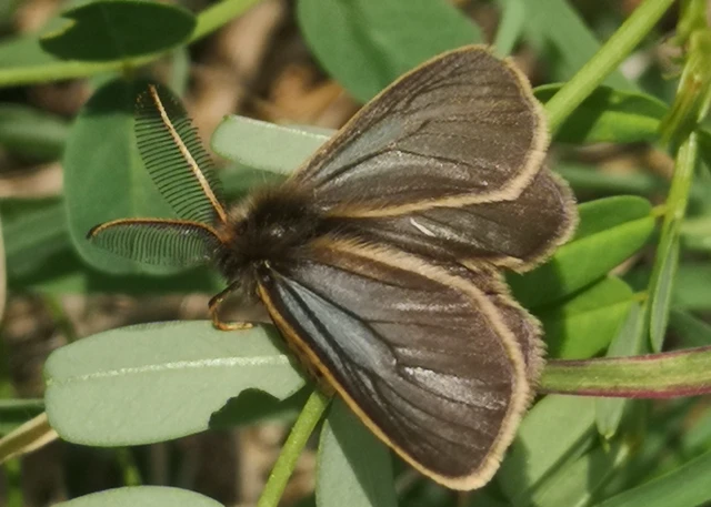 Pentophera morio - réti gyapjaslepke