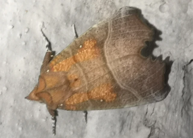 Scoliopteryx libatrix - vörös csipkésbagoly