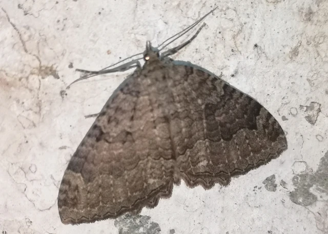 Triphosa dubitata - kutyabenge-araszoló