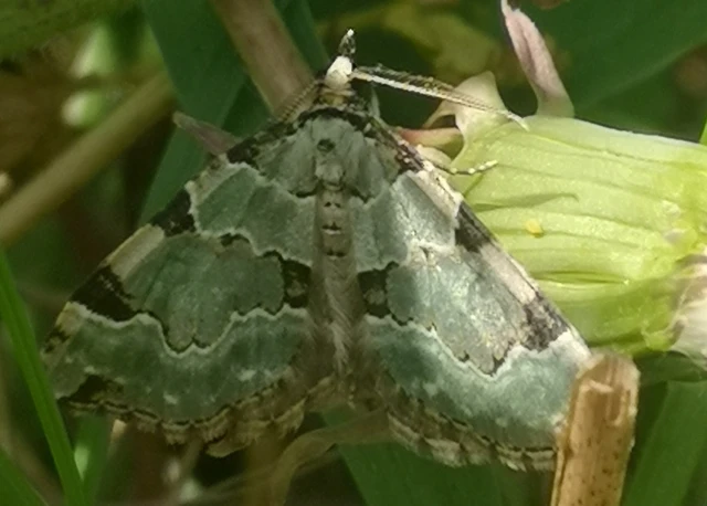 Colostygia pectinataria - zöld levélaraszoló